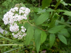 Spiraea formosana