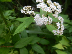 Spiraea formosana