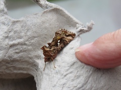 Autographa pulchrina