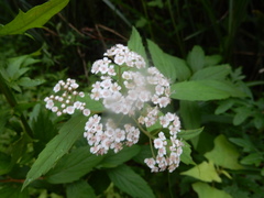 Spiraea formosana