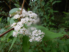 Spiraea formosana