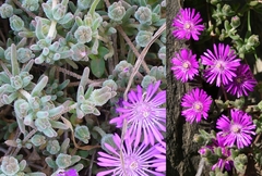 Drosanthemum ambiguum