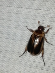 Paranomala inconstans