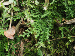 Selaginella repanda