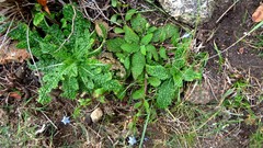 Borago pygmaea