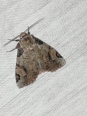 Stibaera