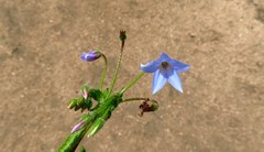 Borago pygmaea