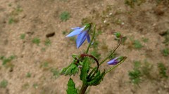 Borago pygmaea