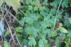 Aquilegia formosa