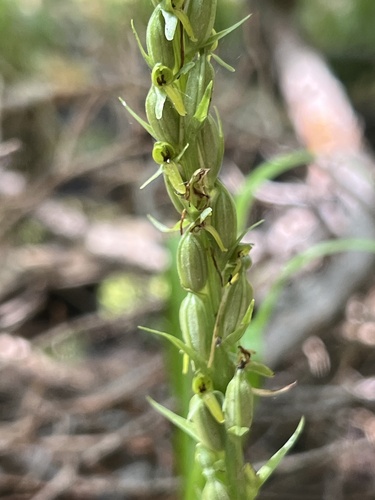 Thurber's bog orchid (Platanthera limosa)