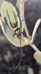 Aethecerinus latecinctus