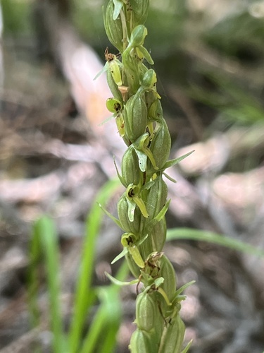 Image of Thurber's Bog Orchid (Platanthera limosa) by no rights reserved