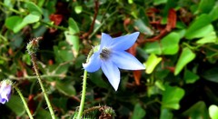 Borago pygmaea