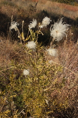 Clematis villosa