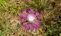 Centaurea napifolia
