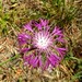 Centaurea napifolia - Photo (c) michi1, alguns direitos reservados (CC BY-NC), uploaded by michi1