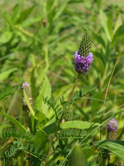 Dalea foliosa