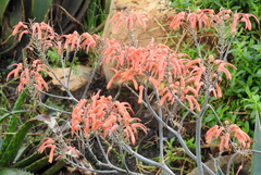 Aloe chabaudii