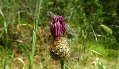 Centaurea napifolia