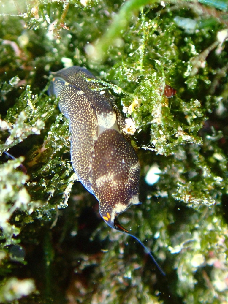 Speckled Swallow-tailed Sea Slug