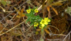 Linum corymbulosum