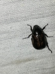 Paranomala cincta