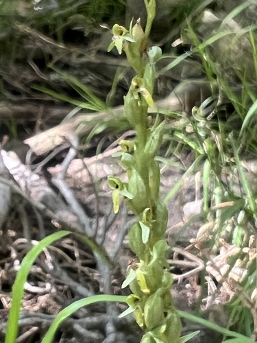Image of Thurber's Bog Orchid (Platanthera limosa) by no rights reserved