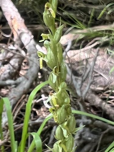 Image of Thurber's Bog Orchid (Platanthera limosa) by no rights reserved