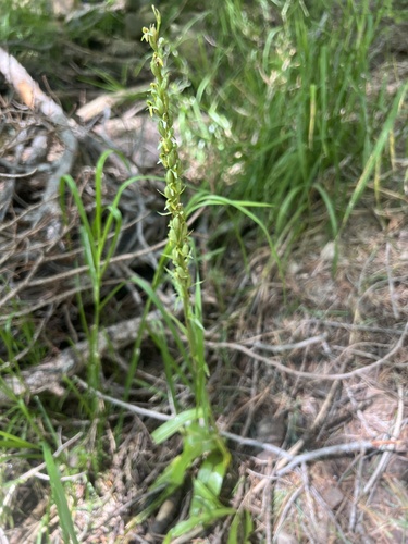 Image of Platanthera limosa by no rights reserved