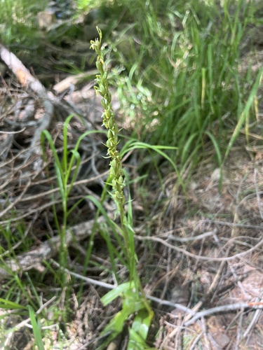 Image of Platanthera limosa by no rights reserved