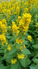 Lysimachia punctata