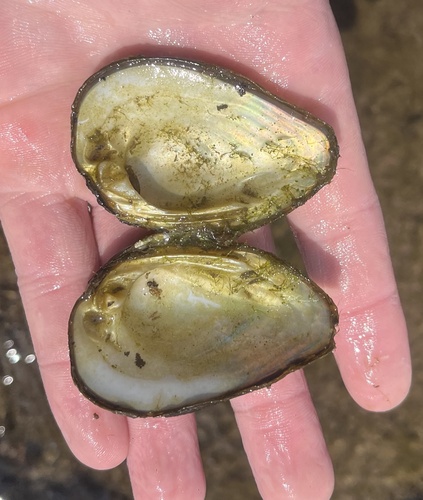 Clubshell Pearly Mussel