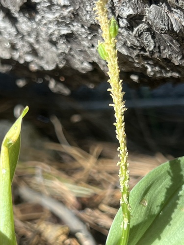 Image of Malaxis macrostachya by no rights reserved