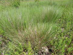 Muhlenbergia cuspidata