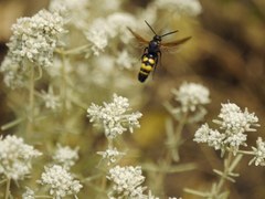 Scolia fuciformis
