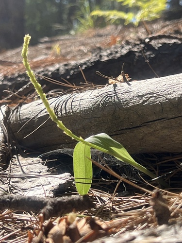 Image of Malaxis macrostachya by no rights reserved