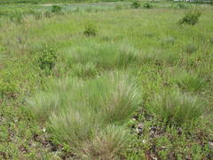 Muhlenbergia cuspidata