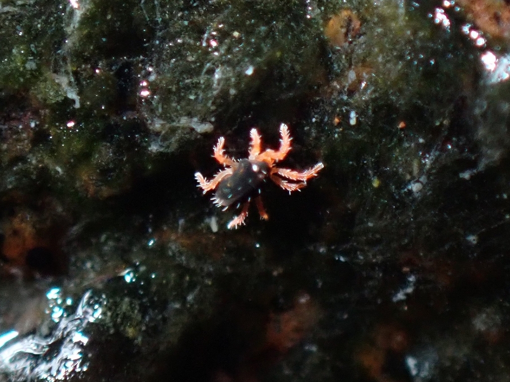Halotydeus hydrodromus