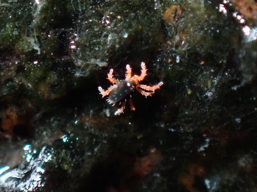 Halotydeus hydrodromus