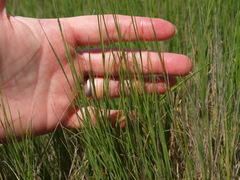 Muhlenbergia cuspidata