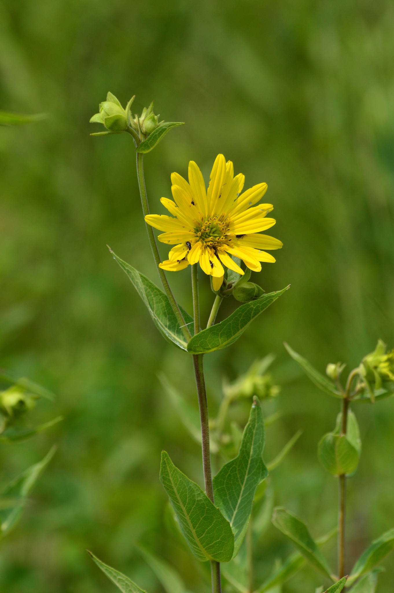 Silphium integrifolium