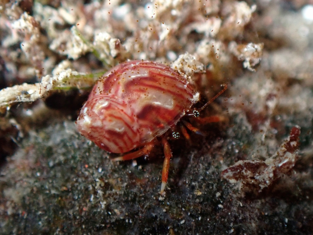 Tricolia azorica