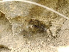 Latrodectus tredecimguttatus