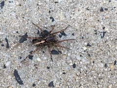 Artoriinae
