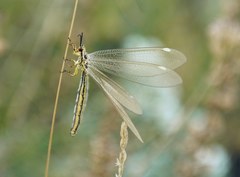 Myrmecaelurus trigrammus