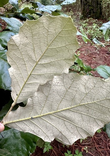 Quercus calophylla