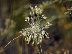 Allium flavum tauricum