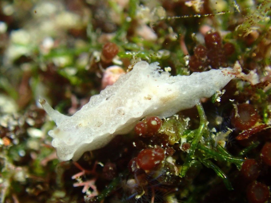 Notodoris lanzarotensis