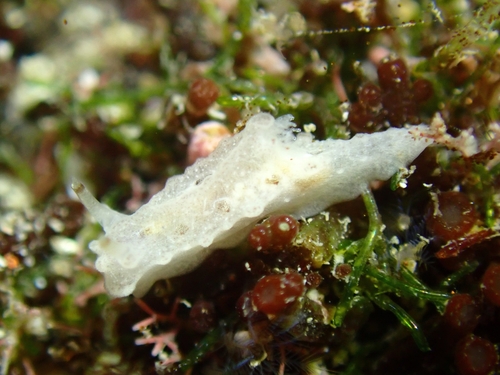 Notodoris lanzarotensis