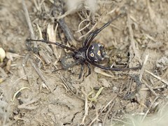 Latrodectus tredecimguttatus